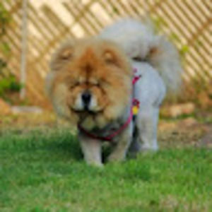 Meet your Posher, Cookie